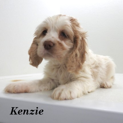 puppy, for, sale, Cocker Spaniel, Joe & Cherri  Overlease, dog, breeder, Miller, MO, dog-breeder, puppy-for-sale, forsale, nearby, find, puppyfind, locator, puppylocator, aca